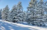 10.15 Spruce Hollow Trace - Photo 8