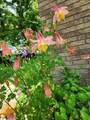 2112 Scenic Hills Drive - Photo 71