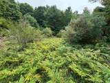 Lot #4 Bellinger Road - Photo 21