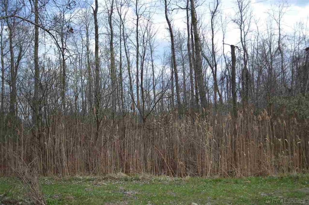 Hickory - Photo 1