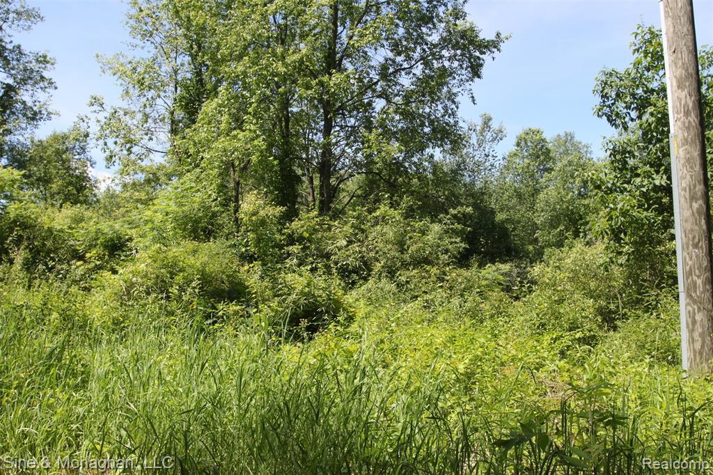 0 Buckhorn - Photo 1
