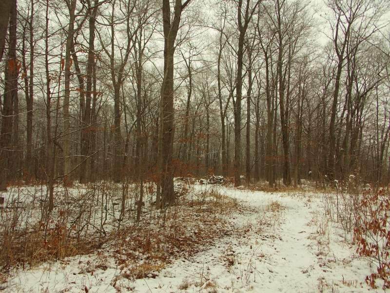 0 Wolf Lake Rd - Photo 1
