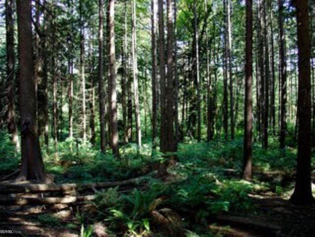 0 Goldenrod - Photo 1