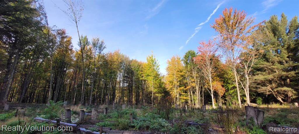 25 acres Curtis Rd - Photo 1