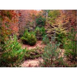 0 Stone Bridge Trail - Photo 1