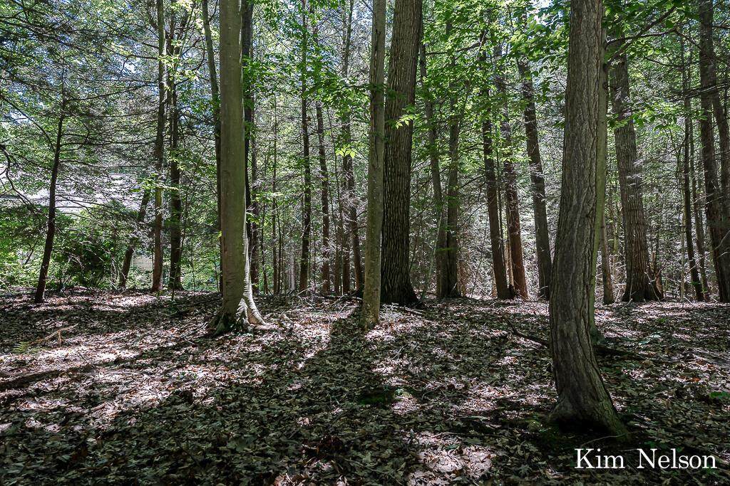 0 Oak Tree Lane - Photo 1