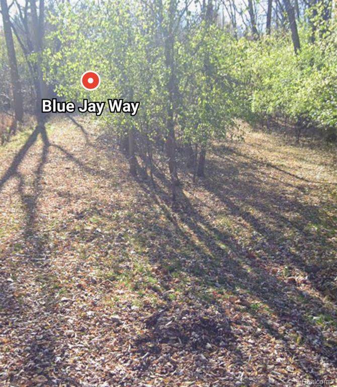 00000 Blue Jay Way Lane - Photo 1