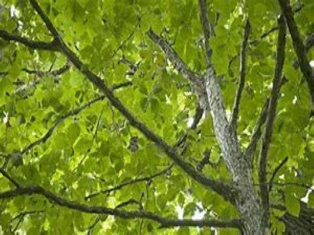 https://bt-photos.global.ssl.fastly.net/michigan/orig_boomver_1_649655034-2.jpg