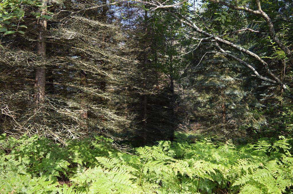 16 Mile Road - Photo 1