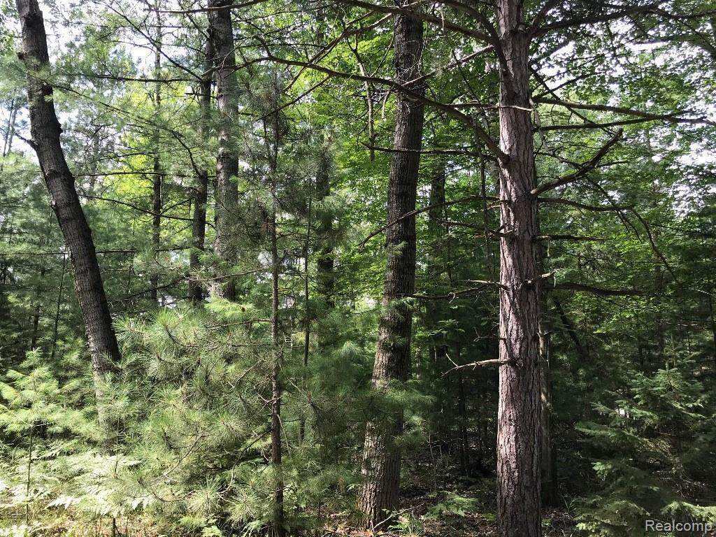 0 Racoon Trail - Photo 1