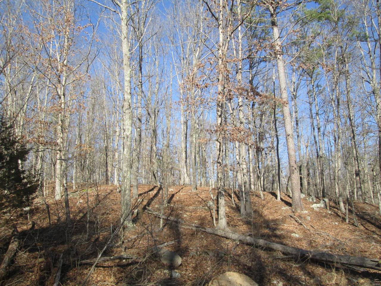 121 Big Tree Trail - Photo 1
