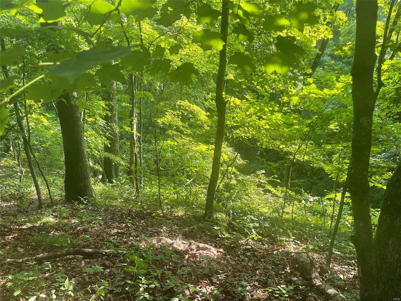 5 Tall Oak Trail - Photo 1