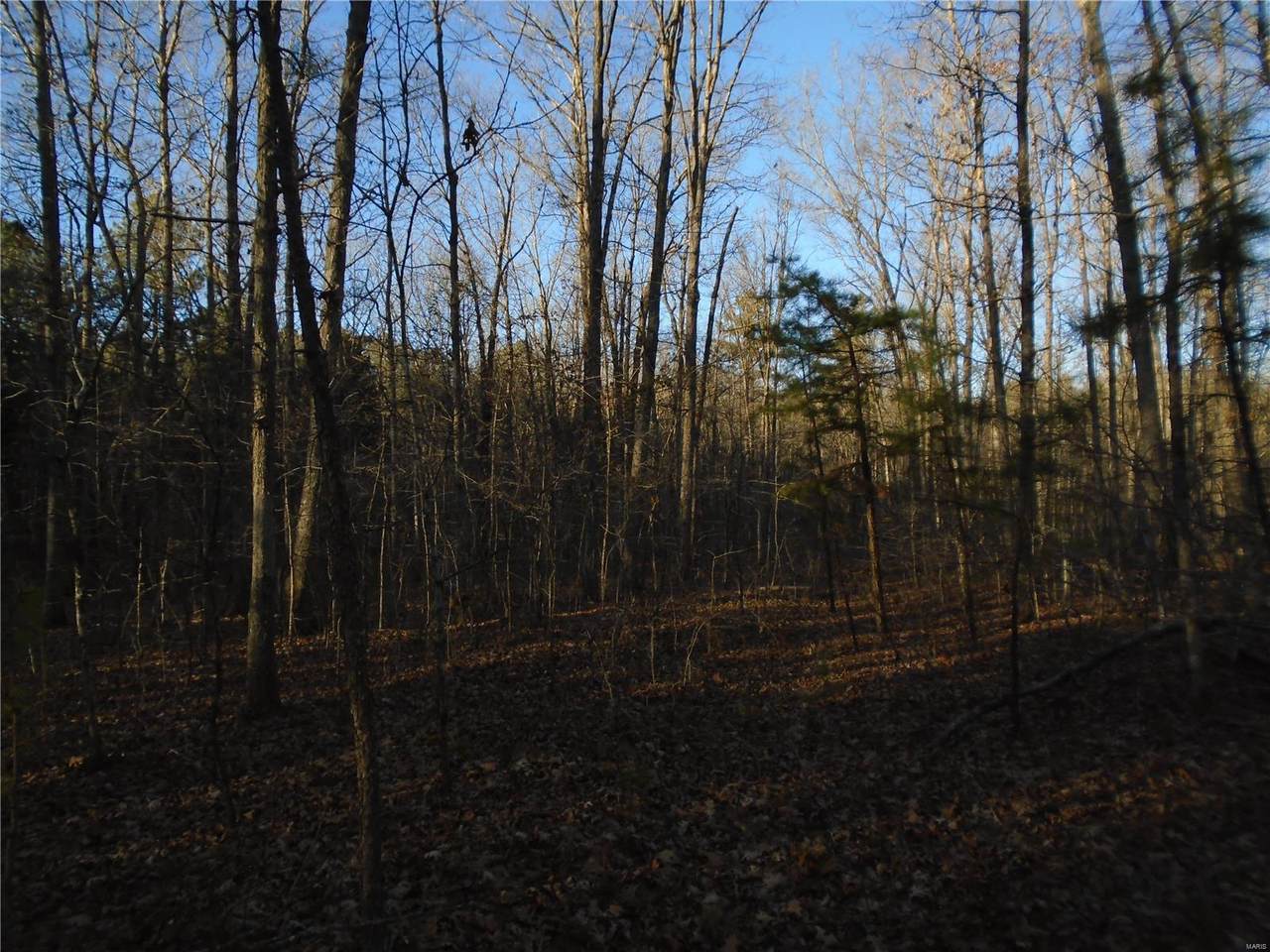 0 Forest Service 2113 - Photo 1