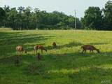 2367 Degerlia Hollow - Photo 79