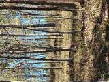0 County Road 197 - Tract 3 (5+/- Acres) - Photo 2