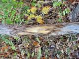 0 County Road 197 - Tract 3 (5+/- Acres) - Photo 12