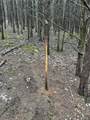 22+/-acres Highway A And Broadmoor - Photo 22