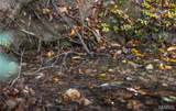 TBD Hunting Club Road - Photo 24