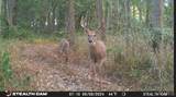 1669 Us Hwy 45 - Photo 79