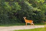 0 Silver Creek Rd - Photo 9