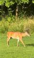 7303 Fork Road - Photo 43