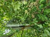 TBD Walnut Street - Photo 7