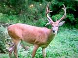 4.65 +/- Acres Pendleton Lost Creek Road - Photo 3