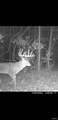 8206 Eakin Grove Rd - Photo 2