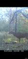8206 Eakin Grove Rd - Photo 48