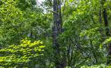 000 Yellow Springs Road - Photo 46