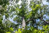00 Fire Tower Road - Photo 17
