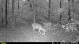 00 Fire Tower Road - Photo 3
