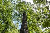 00 Fire Tower Road - Photo 5