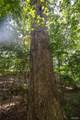 Tract 2 Sweetgum Ln - Photo 24