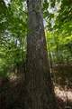 Tract 2 Sweetgum Ln - Photo 25
