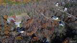 Lot 111// 9486 Pea Ridge Drive - Photo 11