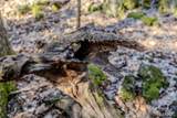 TBD Tbd - Possibly Compass Road - Photo 9