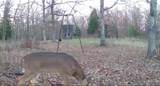 0000 Red Wing Road - Photo 8