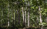 5 Buck Mountain Road - Photo 10