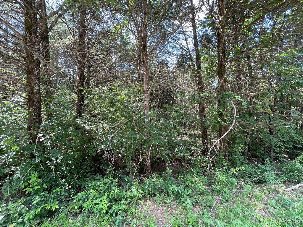 0 Red Bud Drive - Photo 1