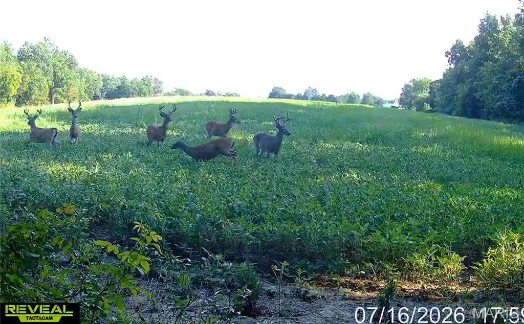 920 Poplar Camp Road - Photo 1