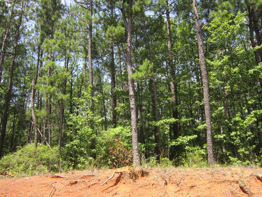 Lot 33 Zinnia Road - Photo 1