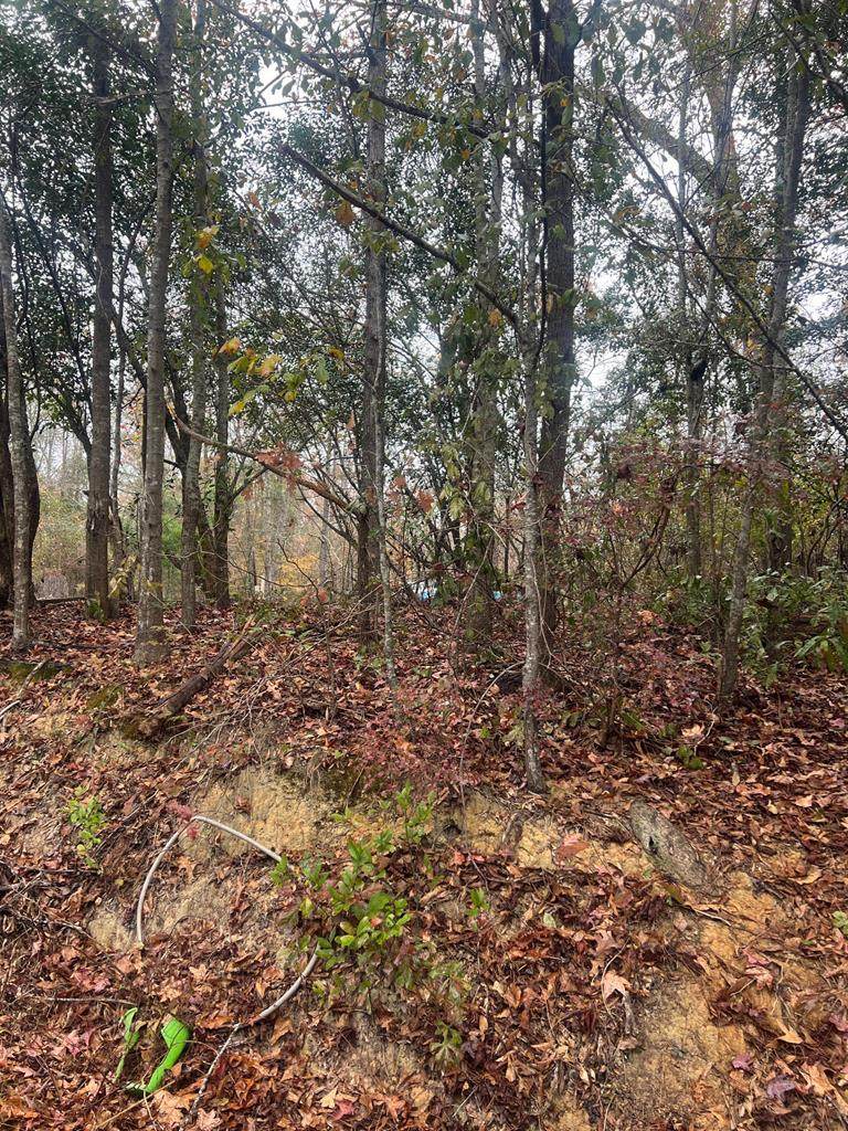 000 Evergreen Circle - Photo 1