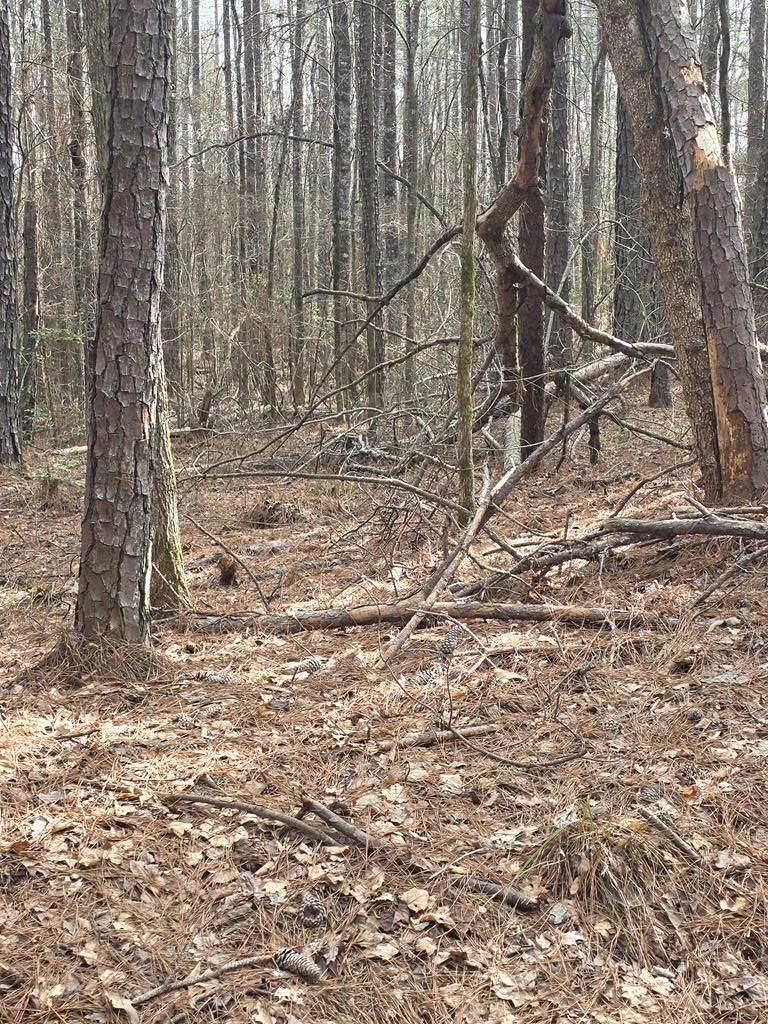 0 White Pine Ct. - Photo 1