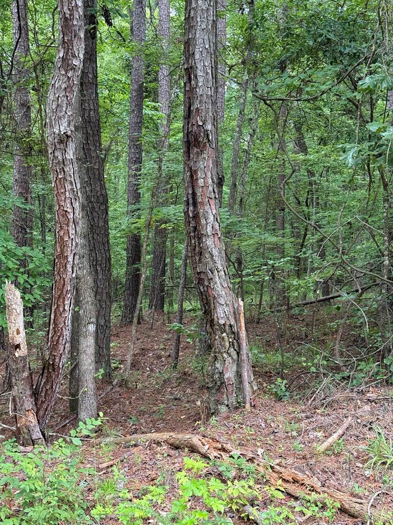 https://bt-photos.global.ssl.fastly.net/milledgeville/orig_boomver_1_57017-2.jpg