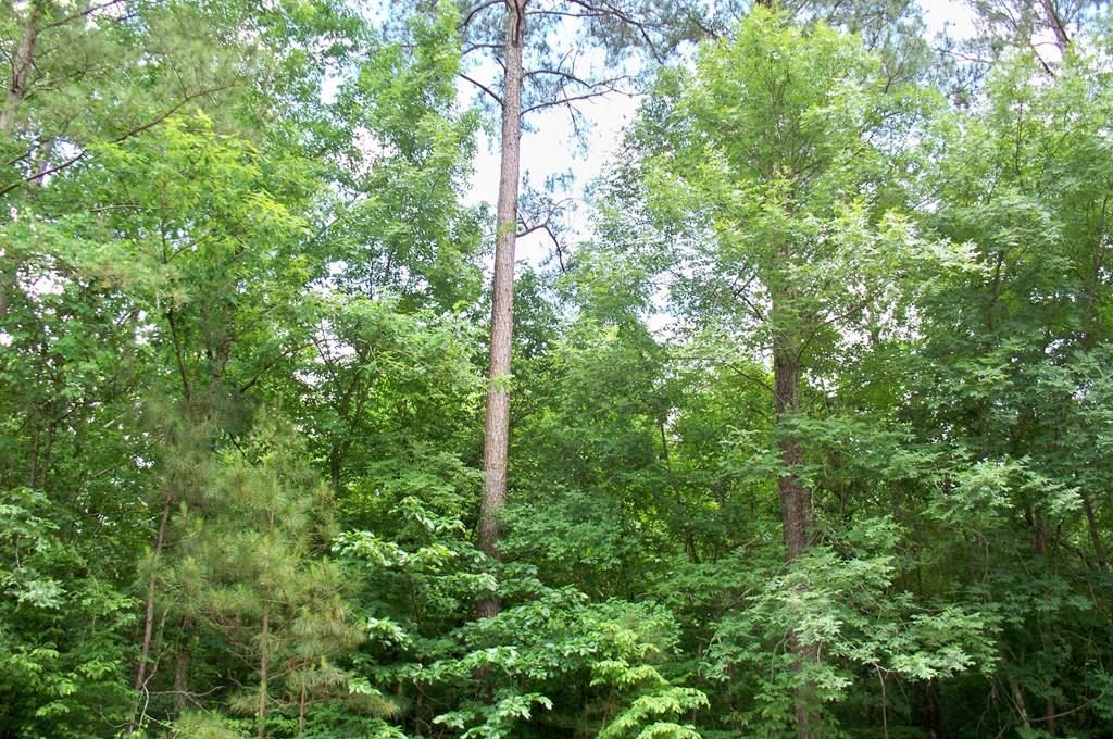 https://bt-photos.global.ssl.fastly.net/milledgeville/orig_boomver_1_57022-2.jpg