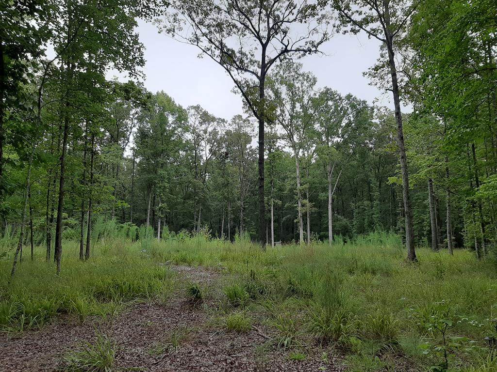 118 Mockingbird - Photo 1