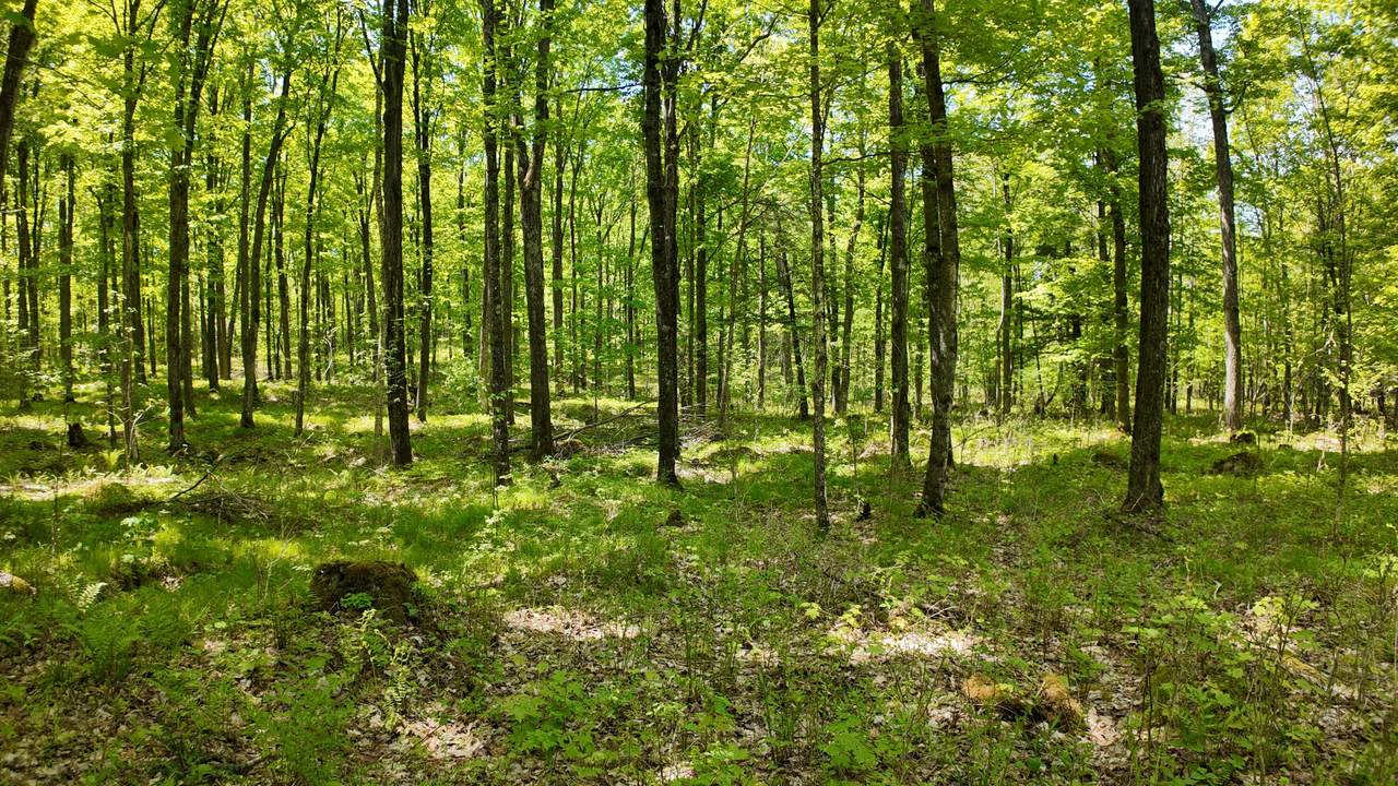 Lt1 Federal Forest Road - Photo 1