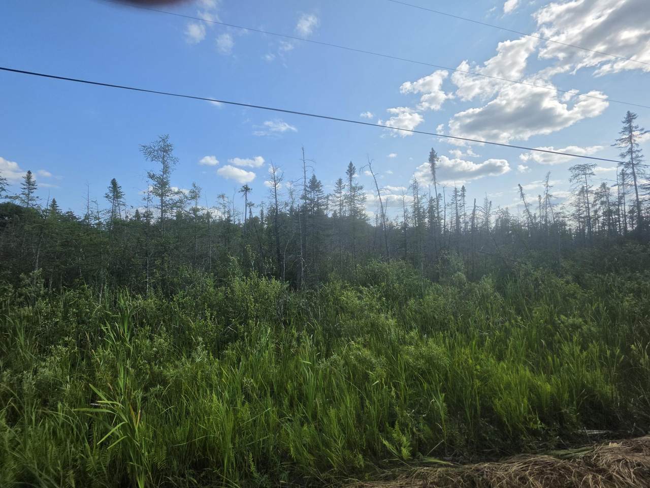 Lt0 Broennenberg Rd - Photo 1