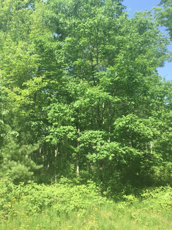 LT.56 Menominee Woods Dr - Photo 1